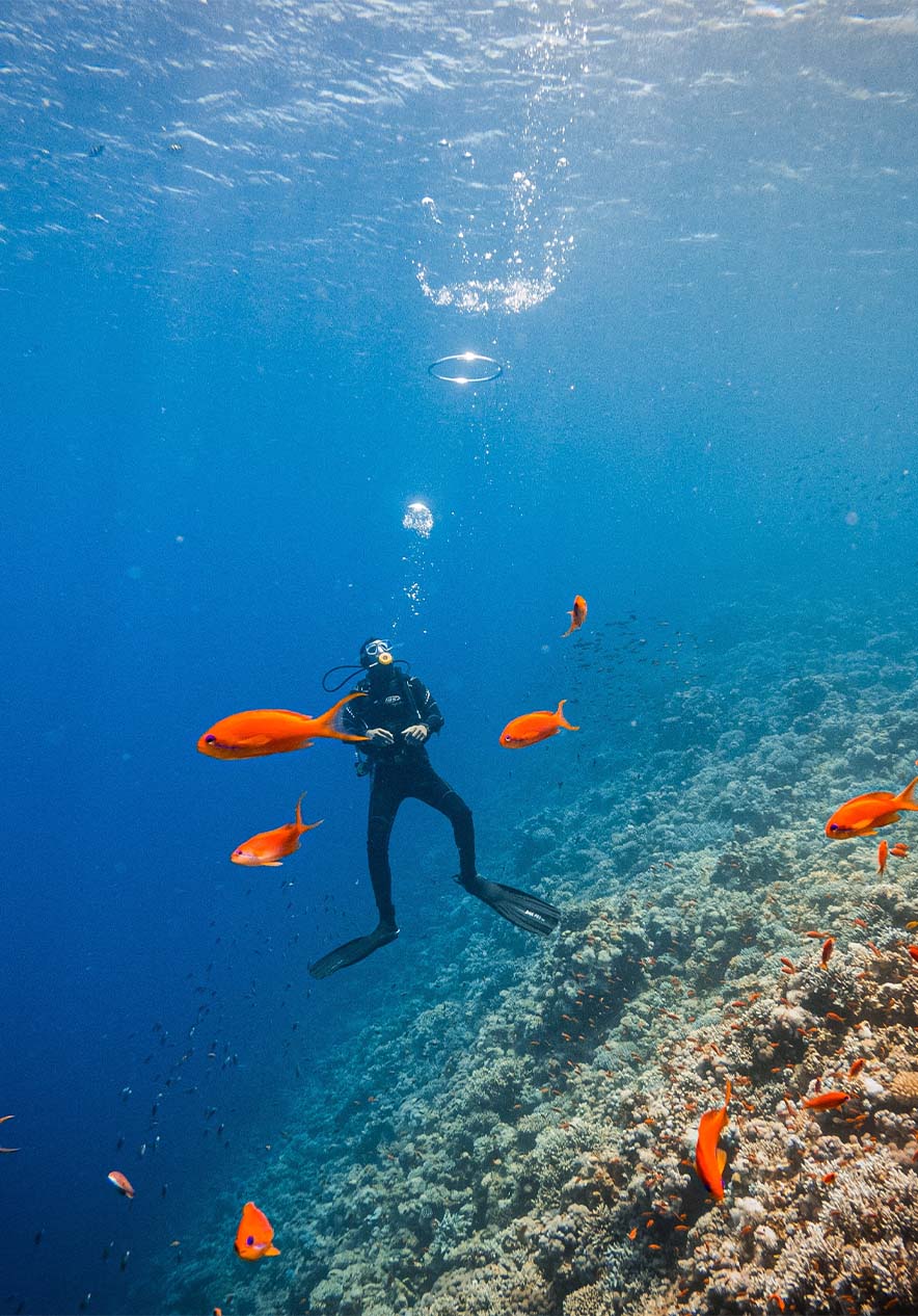 Buceador con equipo en medio de un arrecife interactuando con un banco de peces