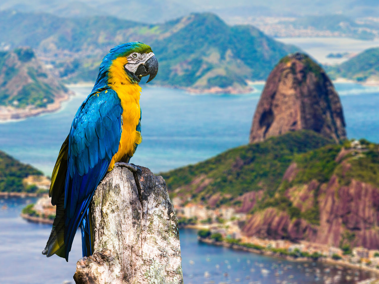 Loro con los colores de Brasil, posado en un árbol, con el Pan de Azúcar y la Bahía de Guanabara de fondo