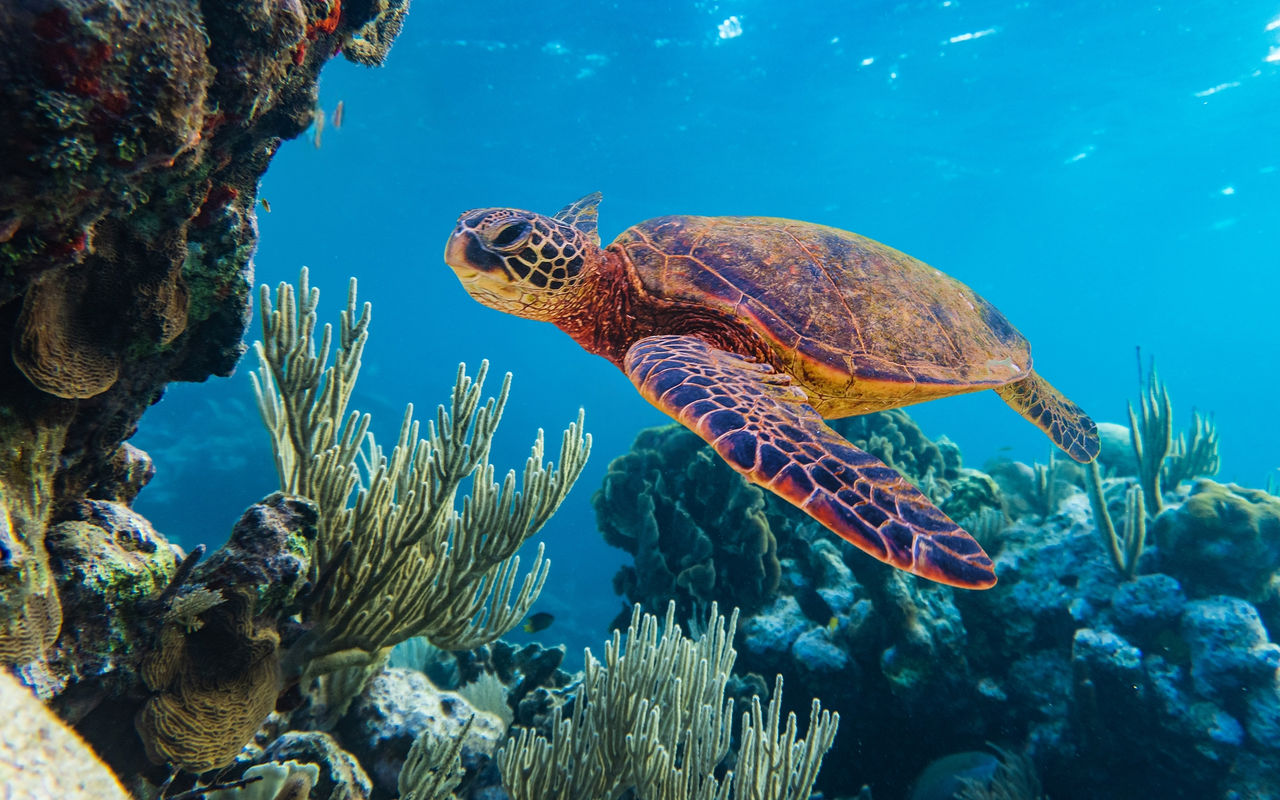 Descubra no Pestana Stories, as nossas dicas para a sua próxima viagem a Bazaruto