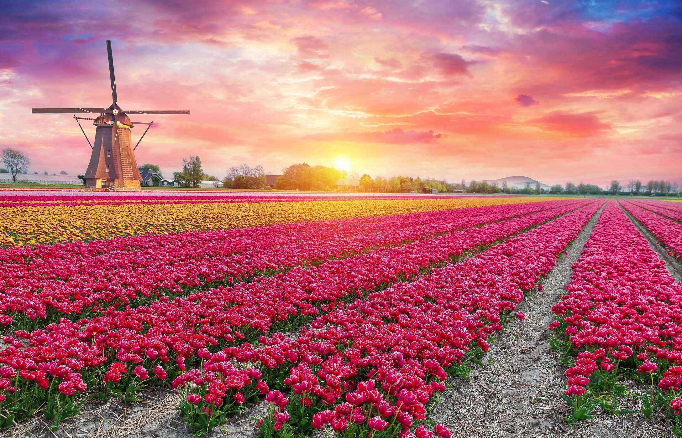 Panoramic view of Keukenhof with endless fields of pink and yellow tulips, and a traditional windmill