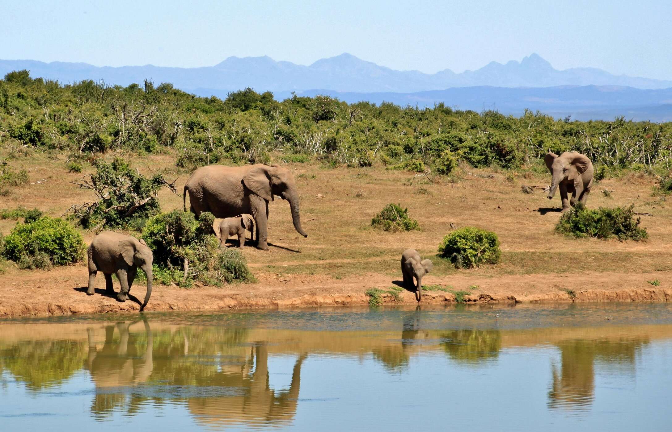 Olifanten in Kruger National Park naderen met hun kalveren om water te drinken