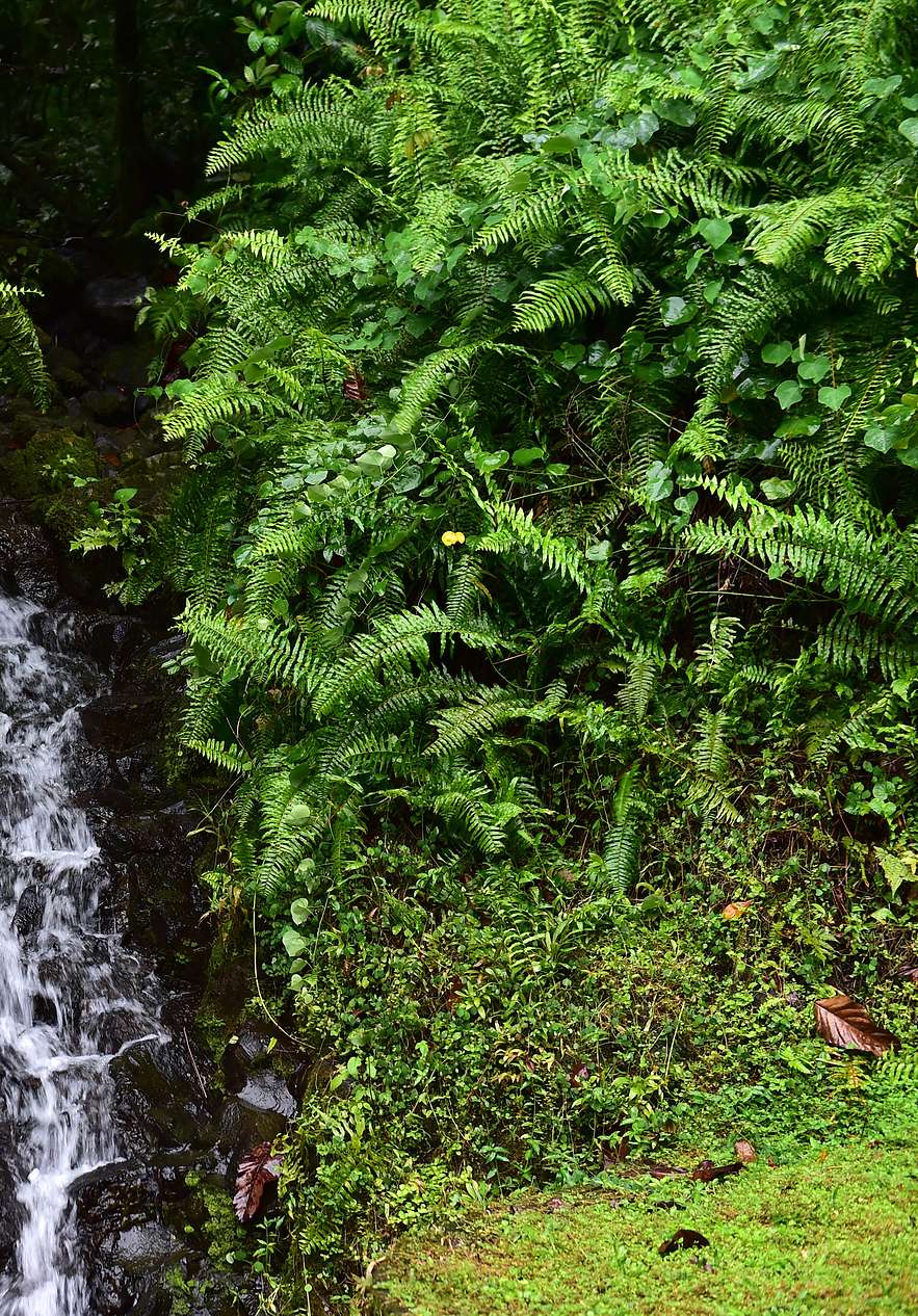 Natuurpark in São Tomé, een biodiversiteitsoase met een waterval omgeven door weelderige planten