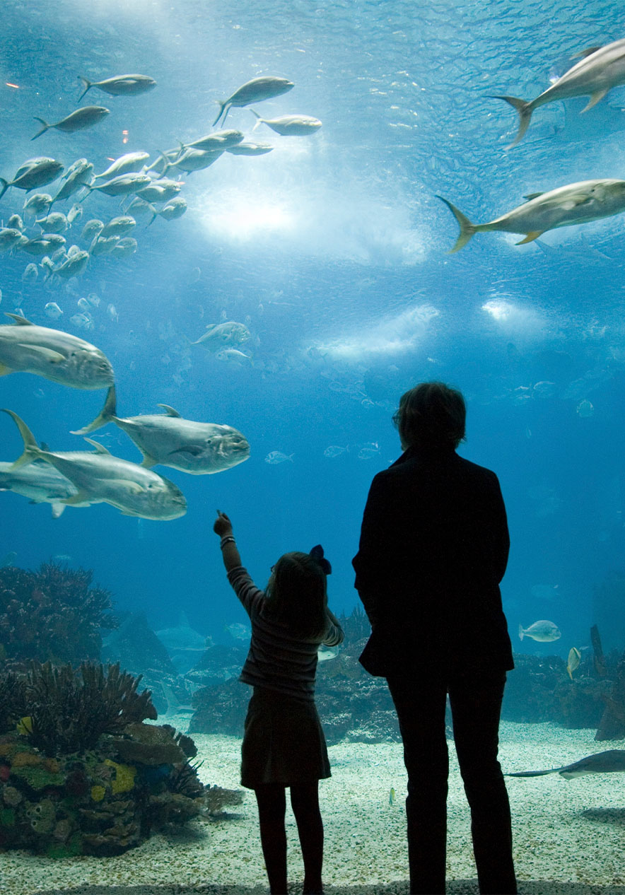 Een kind wijst naar een aquarium met diverse vissen, algen, koralen en zand op de bodem