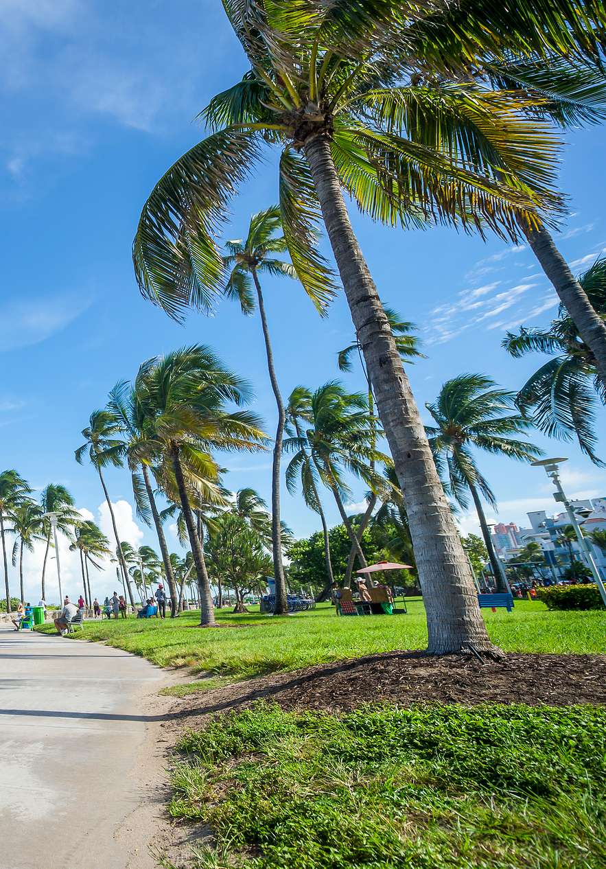 Mensen fietsen op een fietspad in Miami, omringd door palmbomen met mensen op het gras