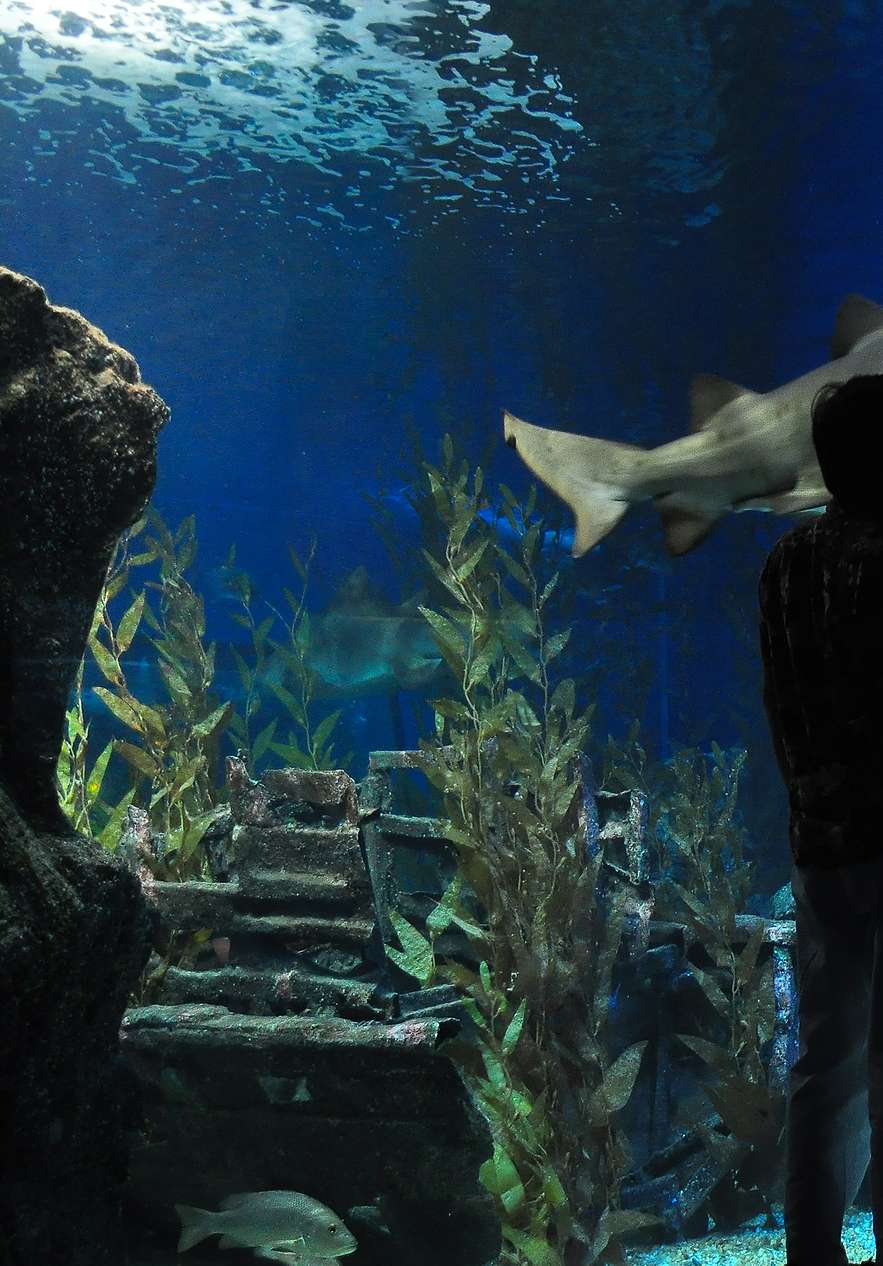 Een haai zwemt in een groot aquarium van Sea World in Orlando, met zonnestralen die het water verlichten