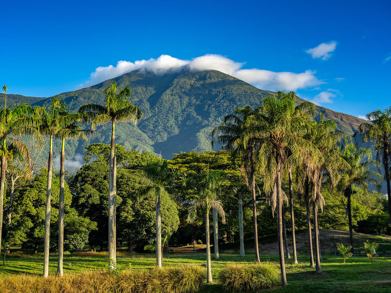 Een grote groene berg met een wolk bovenop op de achtergrond, omgeven door hoge bomen en palmbomen in Caracas