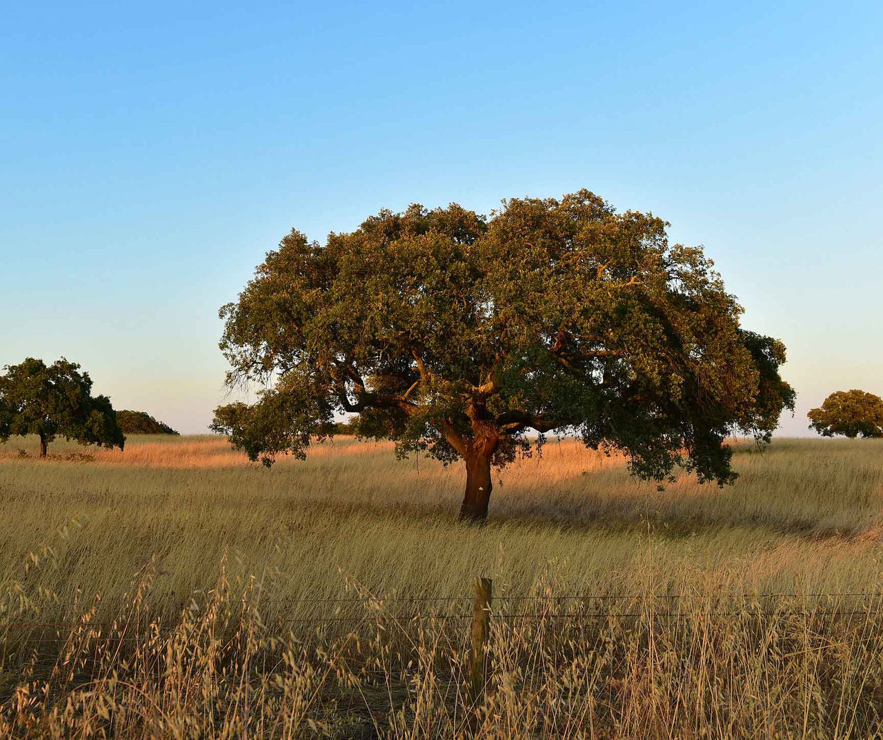 Verblijf in een Pestana-hotel in Alentejo en ontspan te midden van de natuur, ontdek de natuurlijke schoonheid