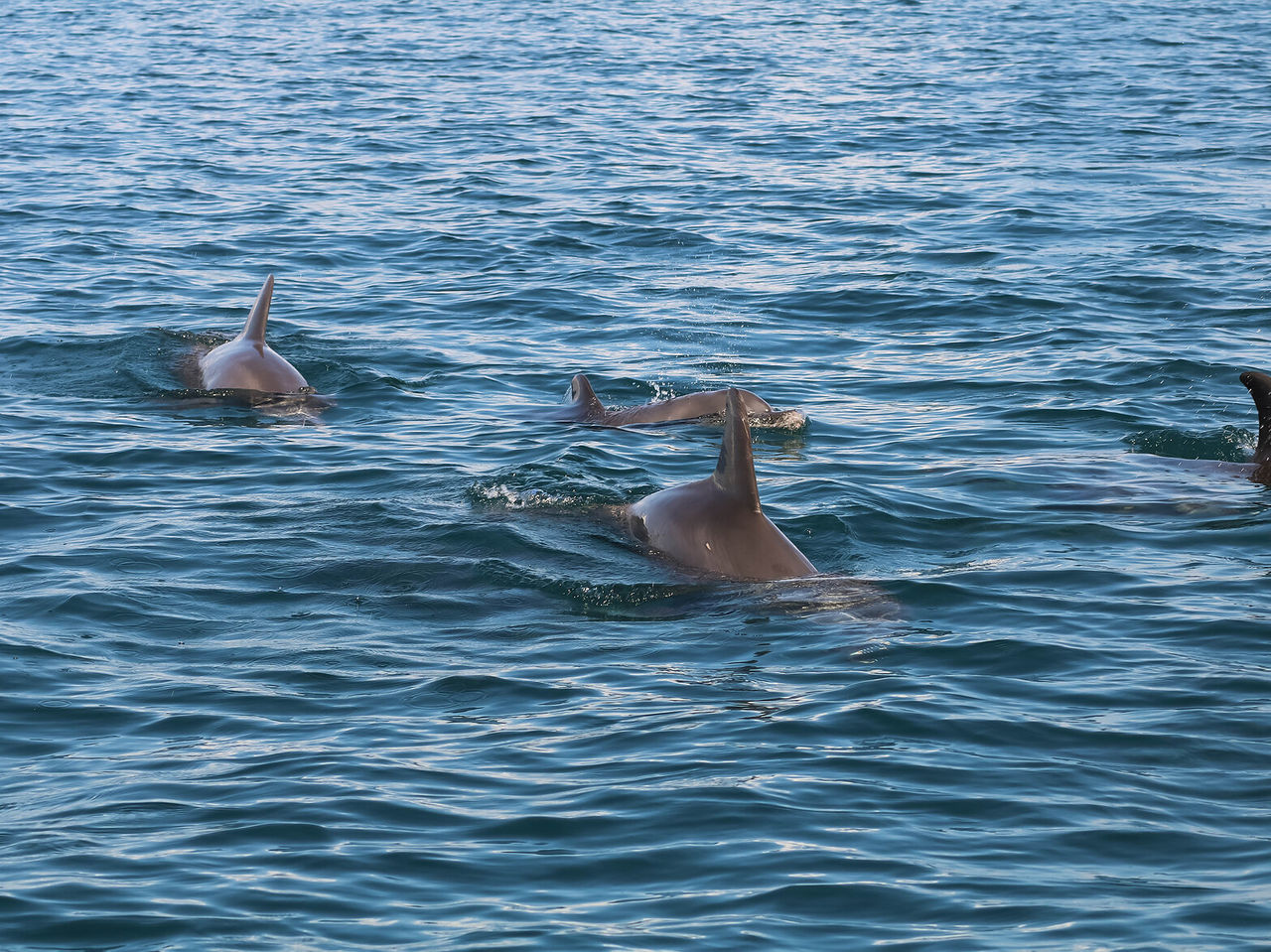 A group of dolphins swimming in turquoise waters at Bazaruto, peeking at the water surface