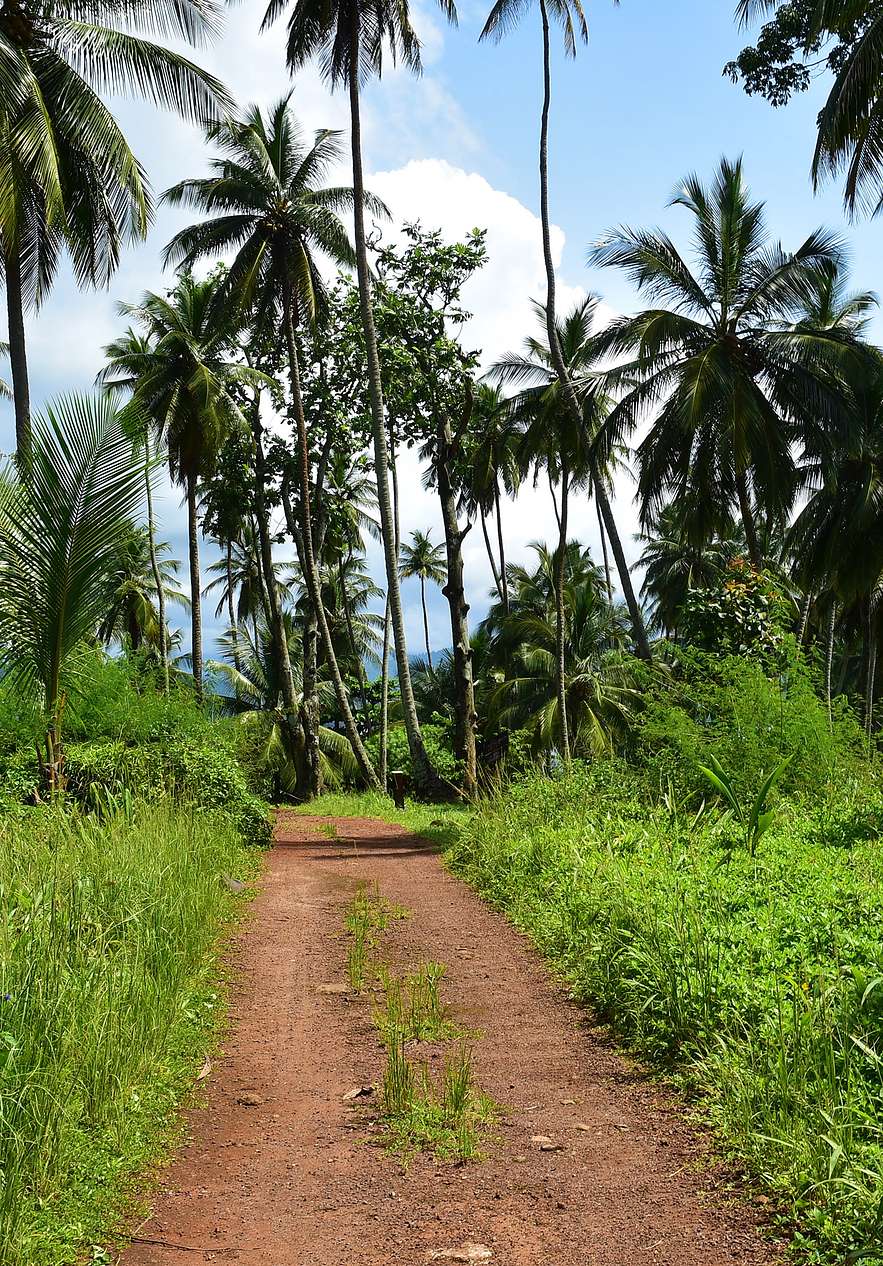 Walking trails surrounded by tropical scenery with palm trees and blue sky on Ilhéu das Rolas