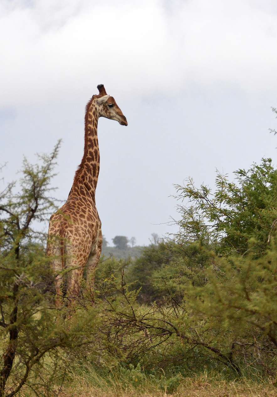 A giraffe spotted in Kruger Park standing out against the African horizon