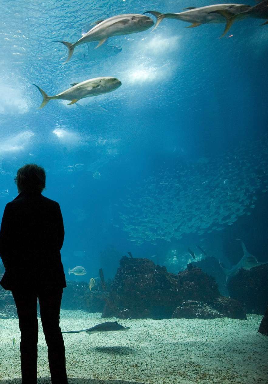 A child pointing and an adult beside her facing an aquarium with various fish algae corals and sand on the bottom